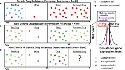 Advancing Antimicrobial Resistance Research Through Quantitative Modeling and Synthetic Biology